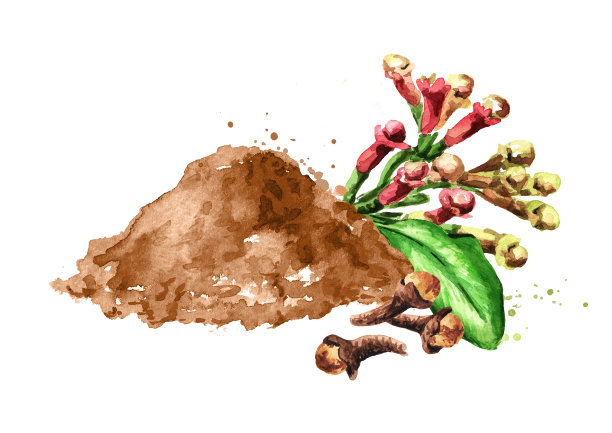 丁香芽和丁香粉。手绘水彩插图，孤立的白色背景图片下载