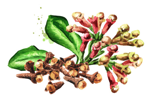 丁香树的芽、花和叶。手绘水彩插图，孤立的白色背景图片下载