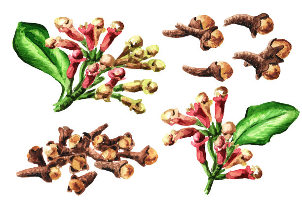 丁香树，集芽，花和叶。手绘水彩插图，孤立的白色背景图片下载