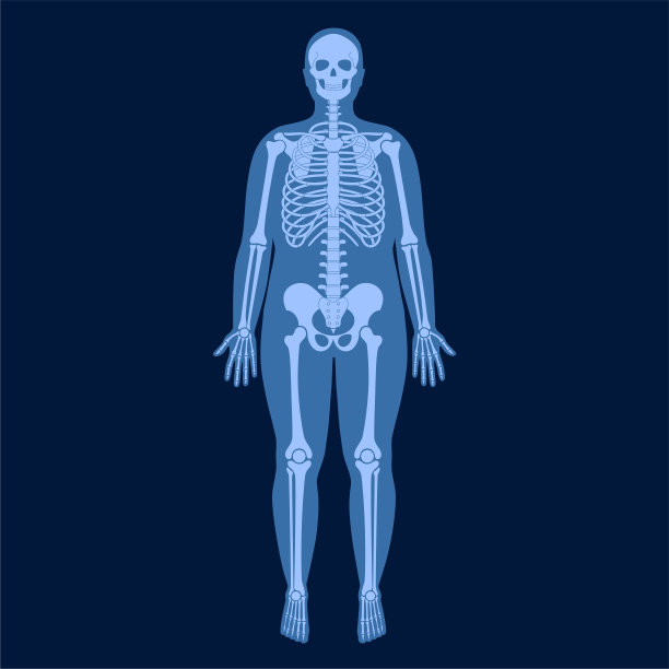 骨骼x射线图片下载