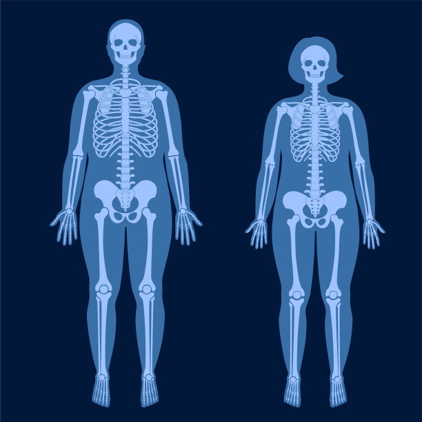 人体骨骼图片下载