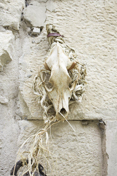 巫术山羊骨骼图片下载