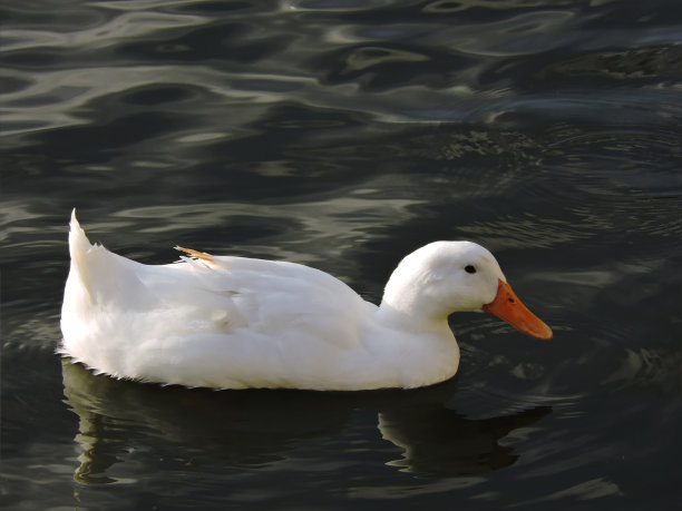 天鹅在水里。图片下载