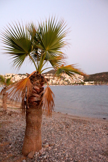 棕榈树图片下载