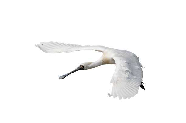 黑脸琵鹭孤立在白色背景上图片下载