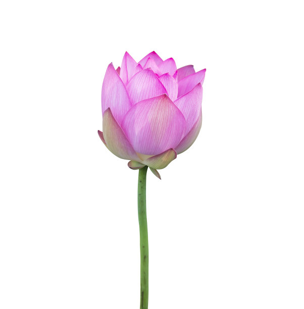 荷花在孤立的白色背景上。图片下载