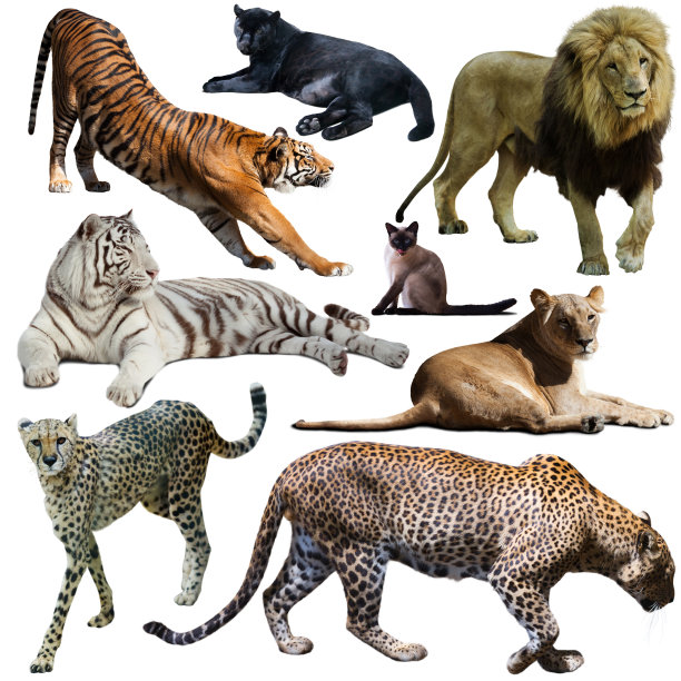 在白色背景上隔离的各种猫科动物的集合图片下载
