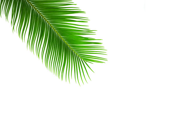 一种绿色的棕榈，棕榈叶孤立在白色上。图片下载