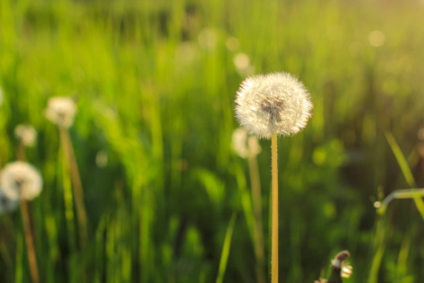 美丽的蒲公英花与种子在自然模糊的背景。花的概念与文本的地方。图片下载