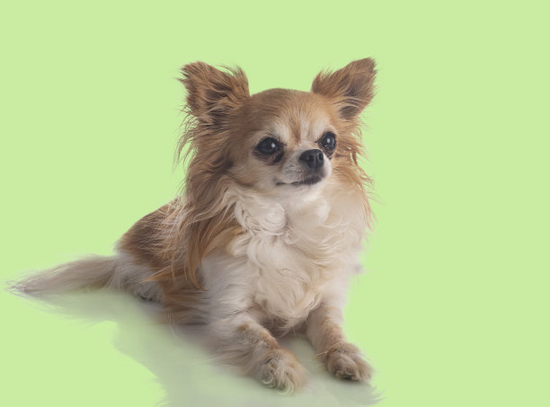 小吉娃娃图片下载