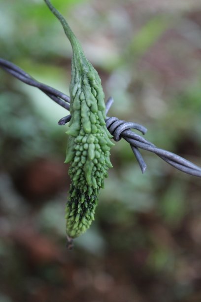铁栅栏上的苦瓜图片下载