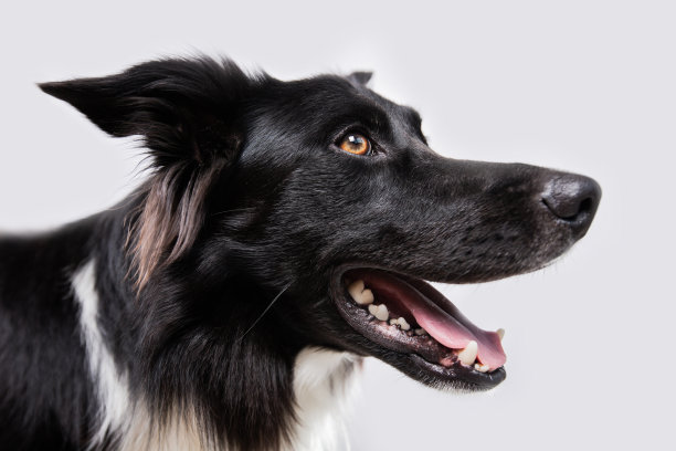 特写的一个愉快的纯种边境牧羊犬寻找孤立的白色背景与复制空间。有趣的惊讶的小狗，盯着宠物显示舌头，嘴张开。图片下载