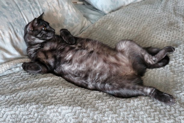 黑猫躺在床上图片下载