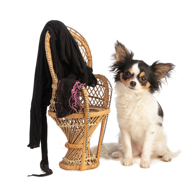 柳条椅上穿着内衣的吉娃娃图片下载