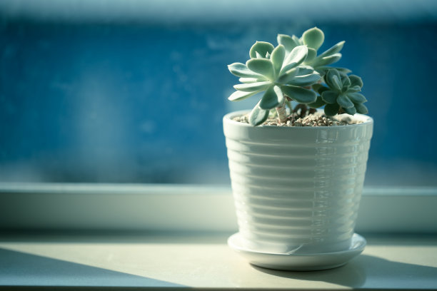 阳光下的迷你肉质植物图片下载