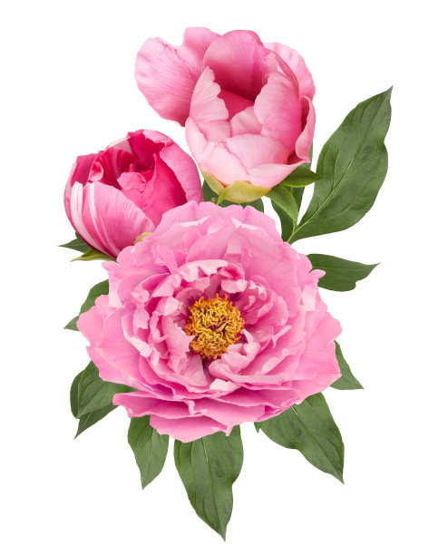 粉红色和白色的牡丹花束孤立图片下载