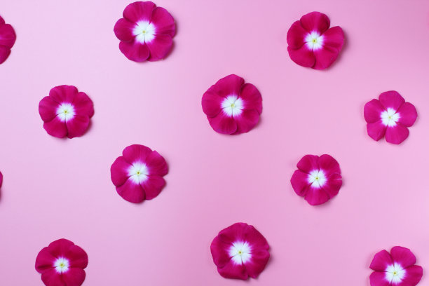 花红色的catharanthus植物在亮粉色的背景上有轻微的梯度，明亮的花瓣的自然颜色，高对比度。图片下载