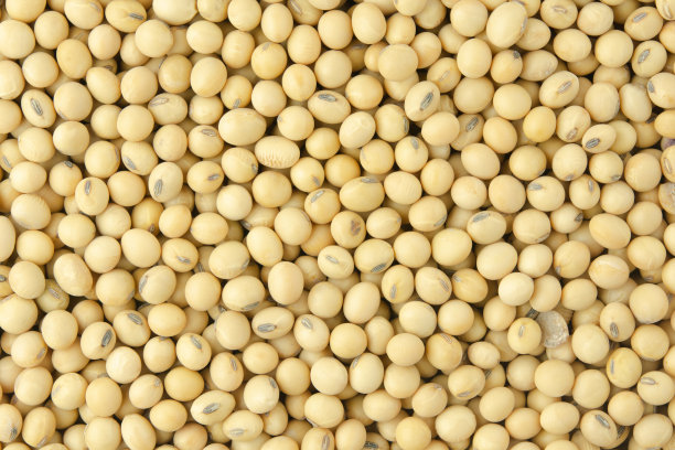 以大豆模式为背景图片下载