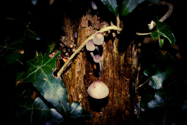 蘑菇在美丽的大自然中生长图片下载