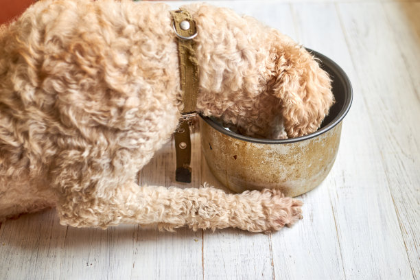 白木背景下，一只狗在平底锅里吃东西。图片下载