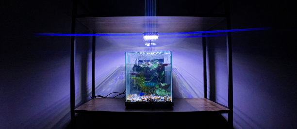 鱼在昏暗的架子上图片下载