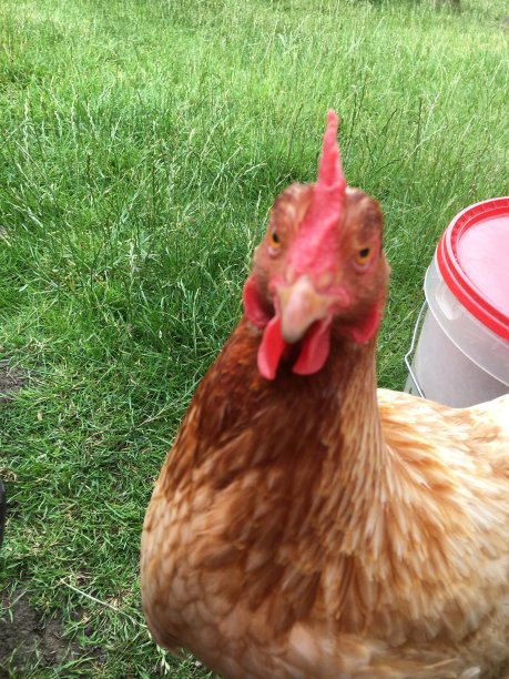 宠物爱华丽的鸡图片下载