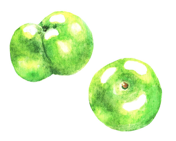 两个绿苹果，水彩画的图片下载