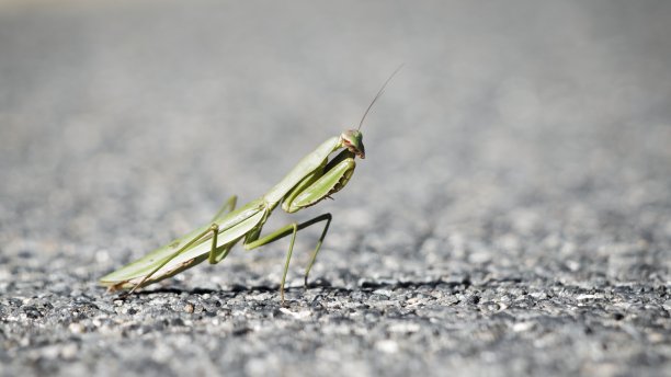 螳螂侧面视图图片下载