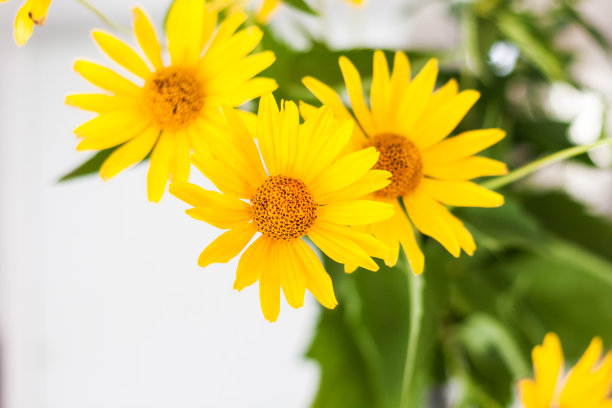 房间里白色桌子上的花瓶里放着一束黄色的花图片下载