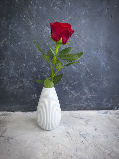 混凝土背景上花瓶上的玫瑰图片下载
