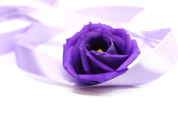 孤立在白色背景中的紫色洋桔梗图片下载