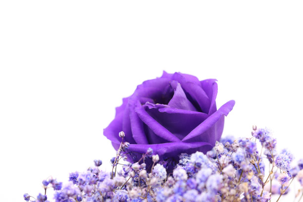 孤立在白色背景中的紫色洋桔梗图片下载