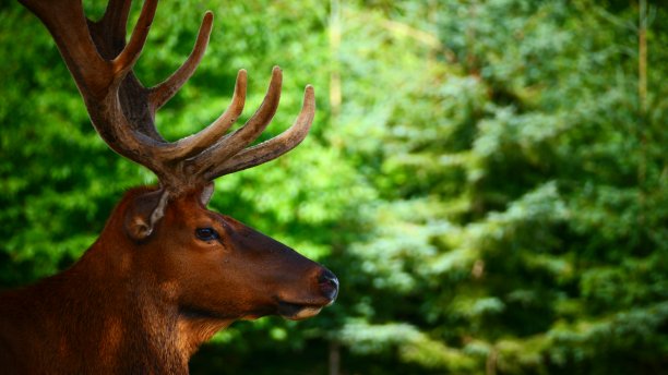 男性马皮提在特写与文本空间图片下载