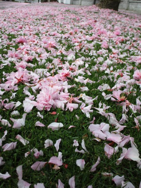 美丽的春天八载樱草上亮粉色花瓣2020图片下载