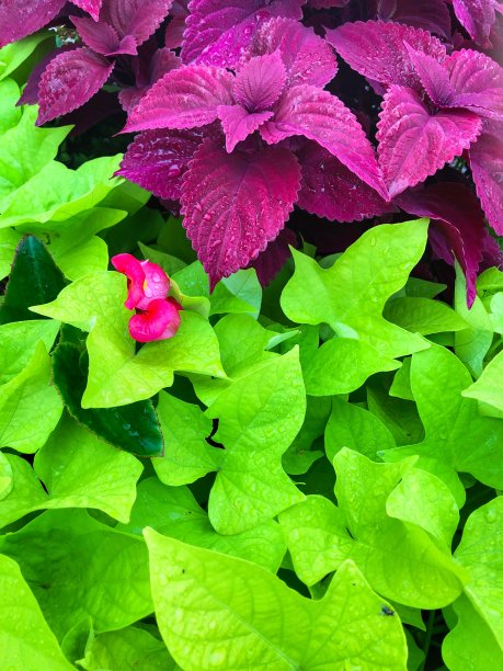 观赏灌木(彩色)覆盖在雨滴图片下载