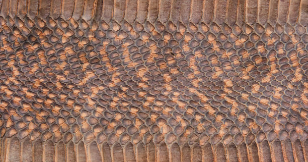 蛇皮的质地图片下载