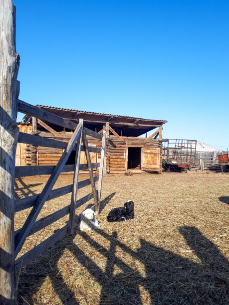 这是一组可爱的新生小羊羔看着照相机的黑白两色躺在牧场的干草上的照片，这是在乡下晴朗的天空下的春天图片下载