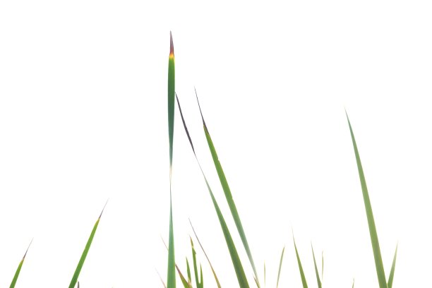 模糊的野生草叶子在白色孤立的背景为绿色树叶的背景图片下载