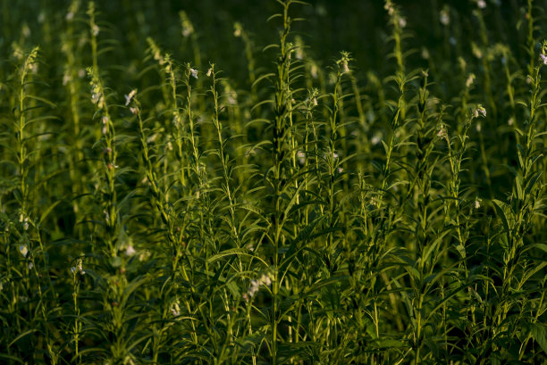 芝麻种植在农村的农田里图片下载