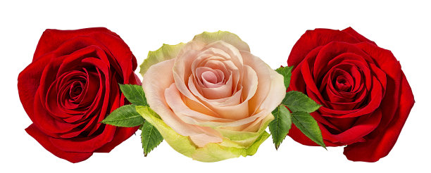 美丽的玫瑰孤立在白色背景与修剪路径图片下载