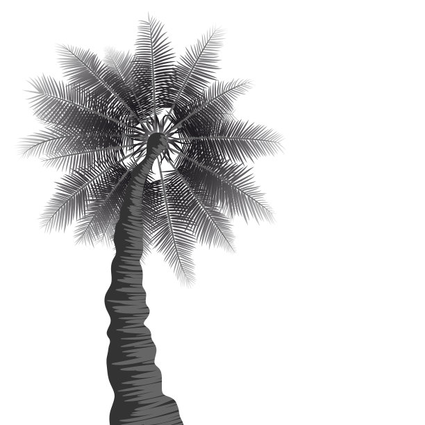在白色背景上孤立的黑色棕榈树。带有椰子树的极简海报。向量自然插图。封面模板，广告，横幅。底部视图展开的叶子图片下载