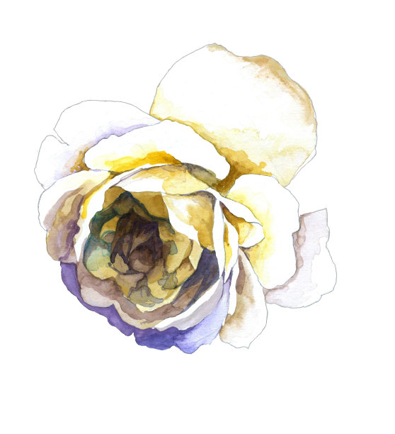 水彩白色玫瑰孤立的白色插图。图片下载
