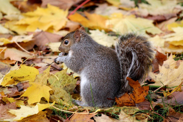 秋天森林里可爱的松鼠。动物特写照片。图片下载