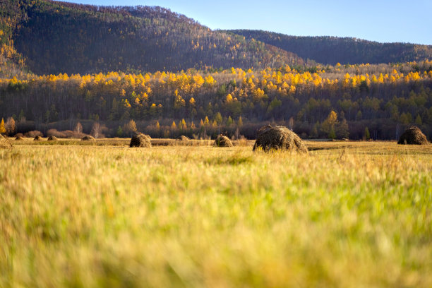 在阳光明媚的秋日，田野上堆着干草堆。乡村景观全景图片下载