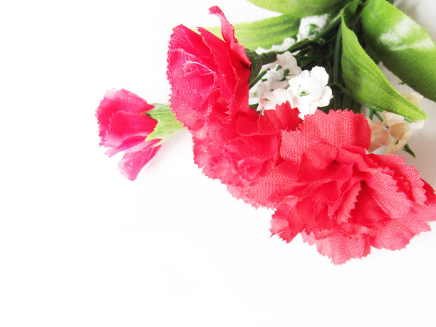 康乃馨图片下载