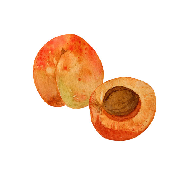 水彩甜杏特写。桃果孤立在白色背景上。图片下载