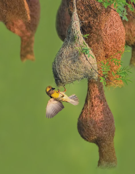 韦弗先生图片下载