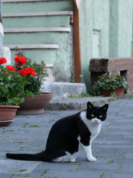 黑白燕尾服猫图片下载