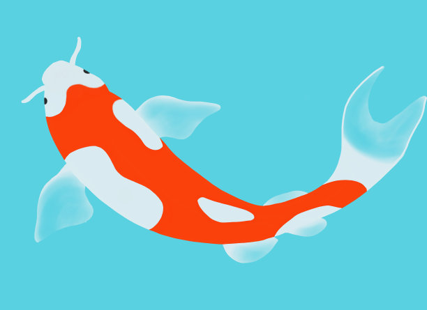 琥珀锦鲤游泳的形象，橙色和白色的鲤鱼在蓝绿色的背景，高架的观点图片下载