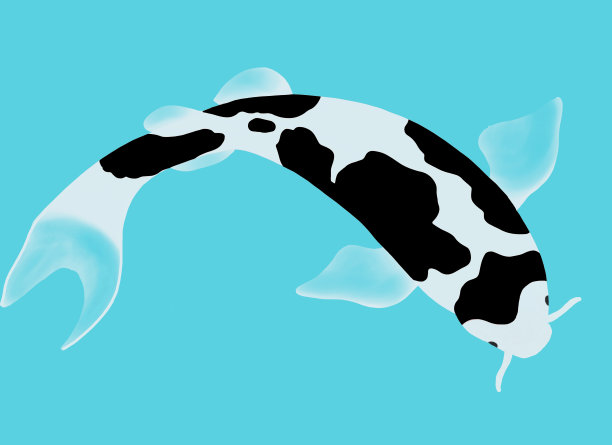 图片四郎宇suri鲤鱼游泳，黑色和白色鲤鱼在蓝绿色的背景，高架的观点图片下载